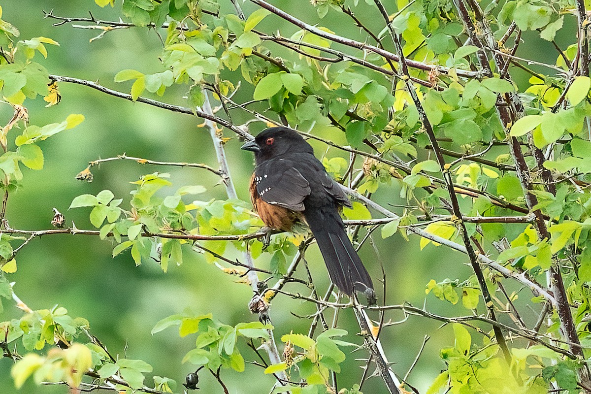 Spotted Towhee - ML619970341