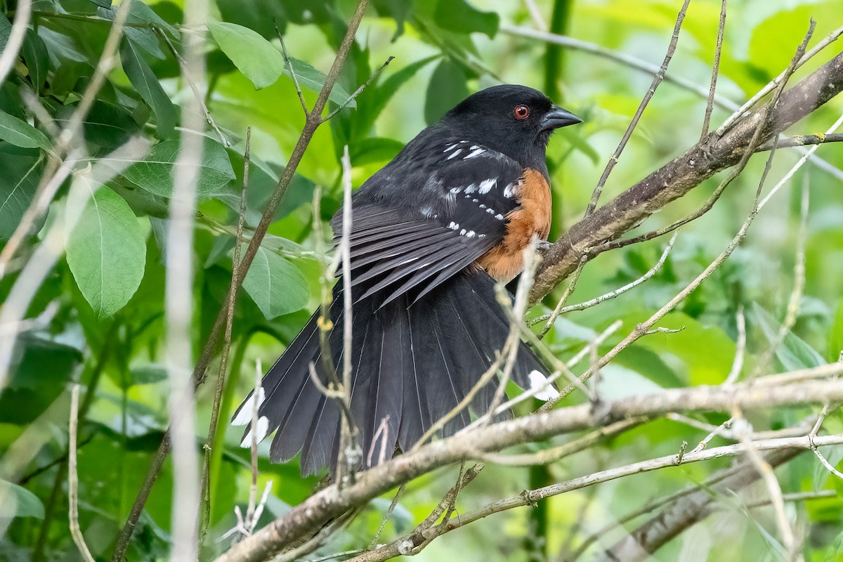 Spotted Towhee - ML619970342