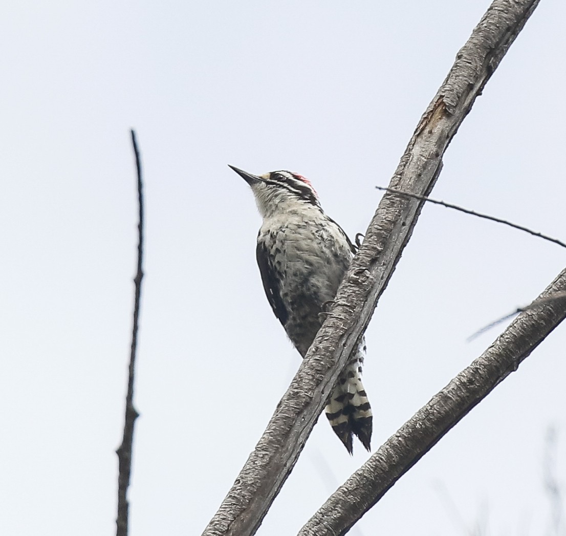 Nuttall's Woodpecker - ML619970343