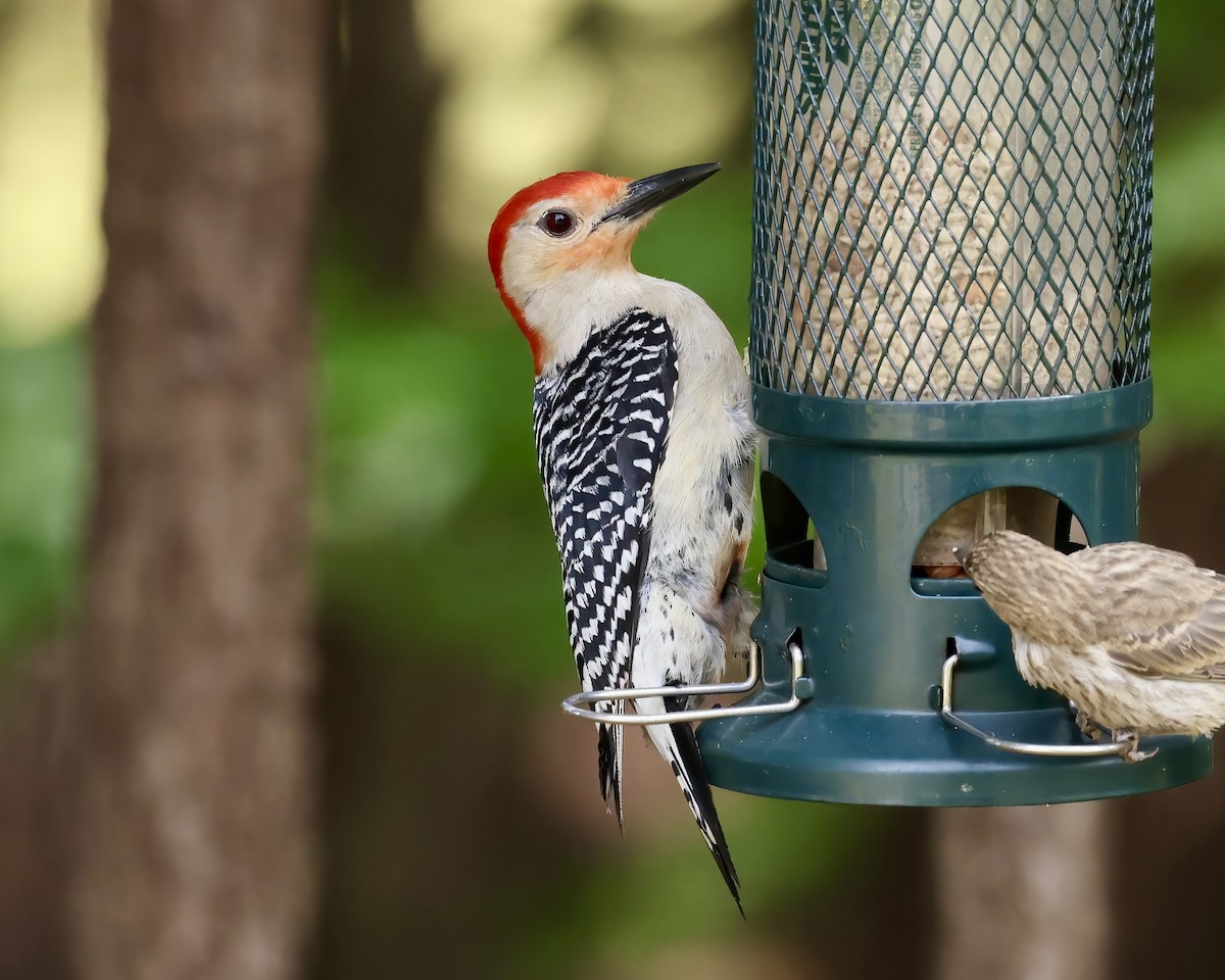 Red-bellied Woodpecker - ML619970349
