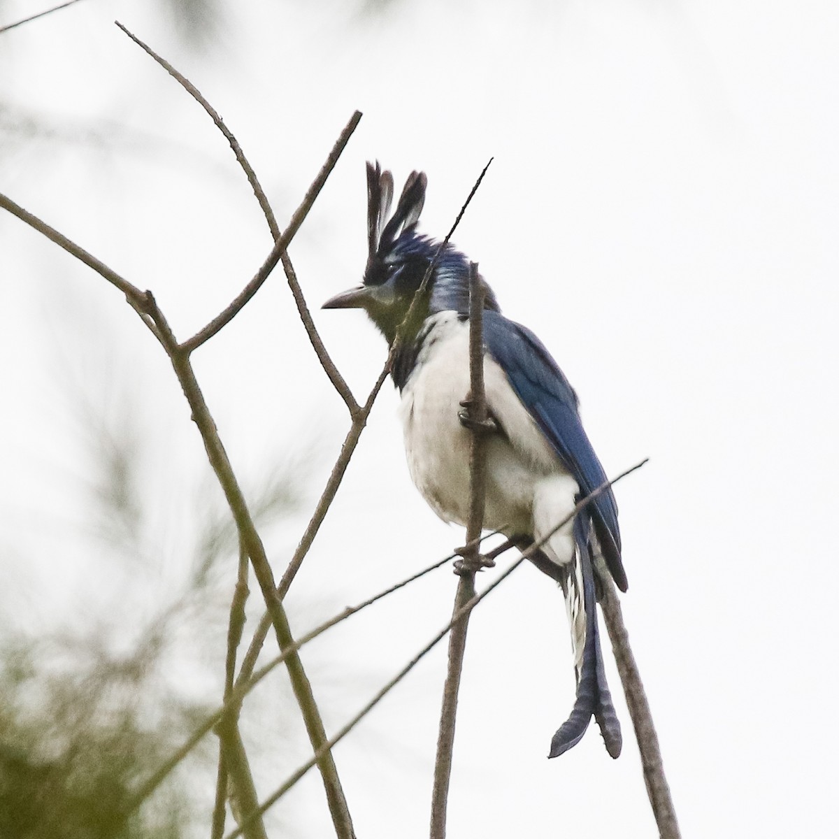 Black-throated Magpie-Jay - ML619970354