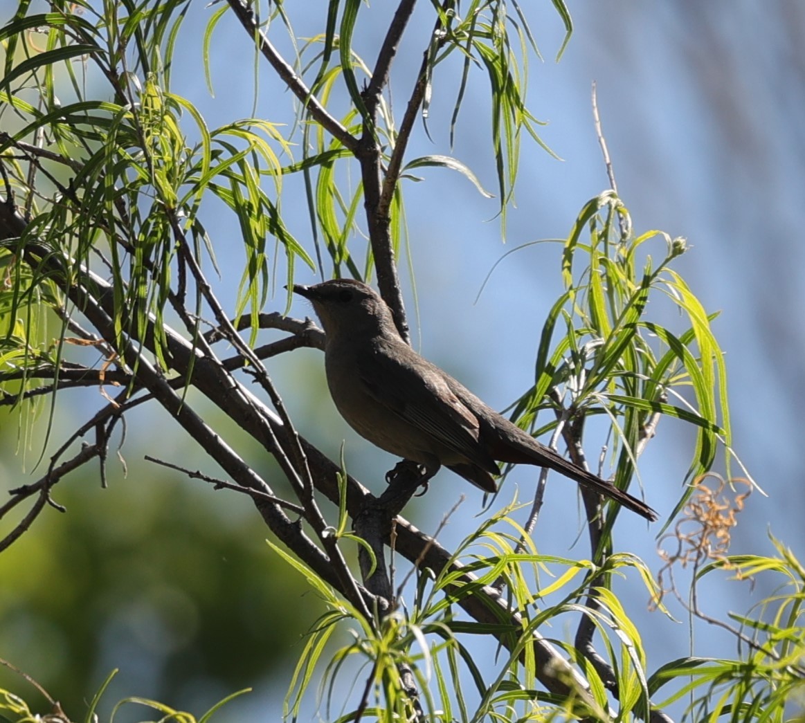 Pájaro Gato Gris - ML619970367