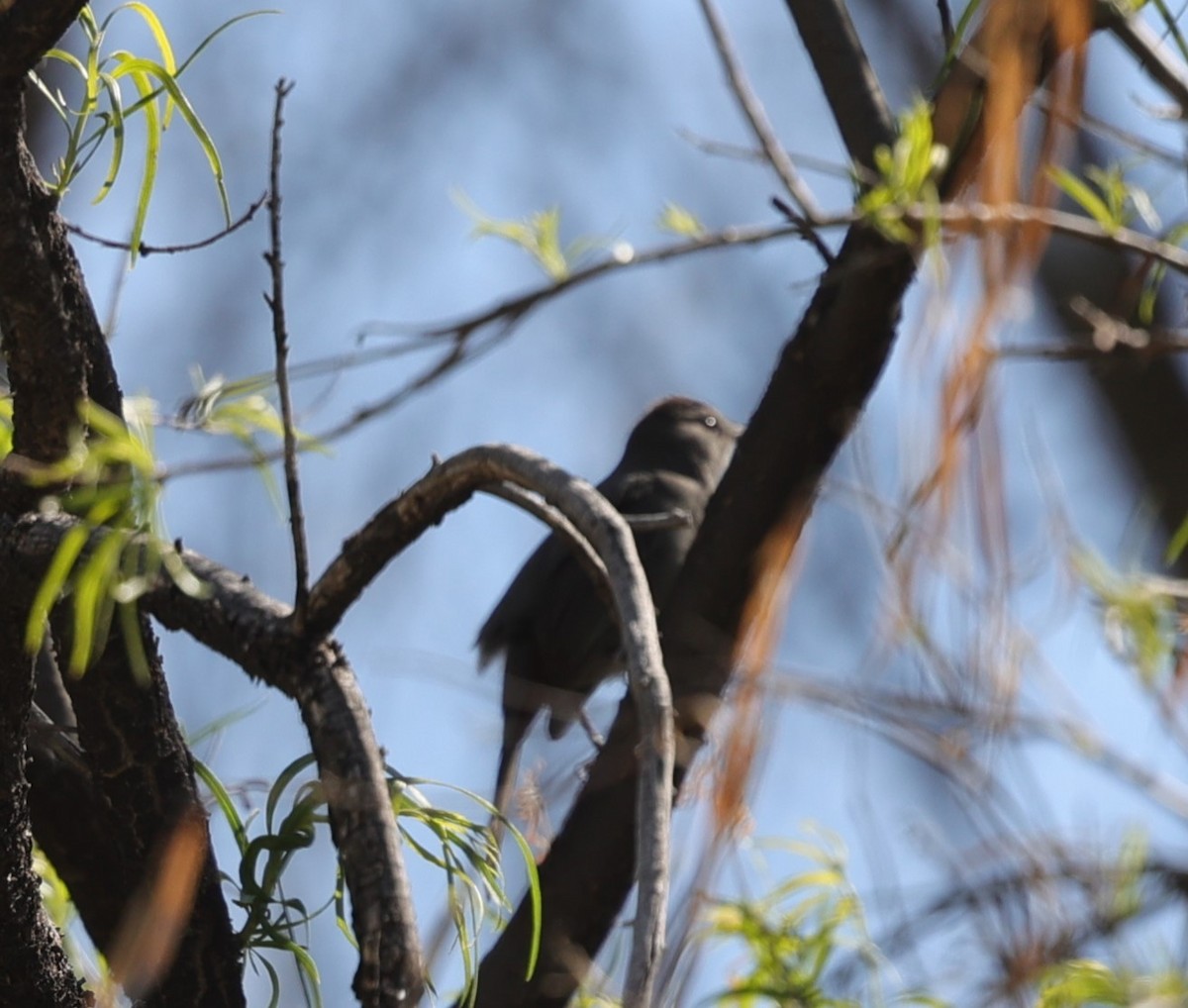 Gray Catbird - ML619970368