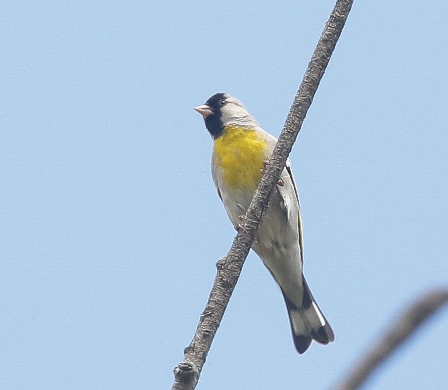 Lawrence's Goldfinch - ML619970371