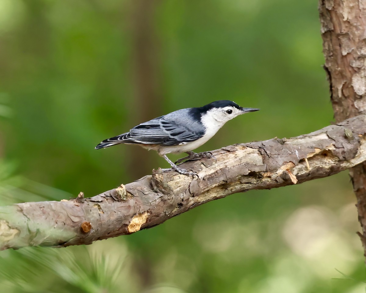 White-breasted Nuthatch - ML619970376