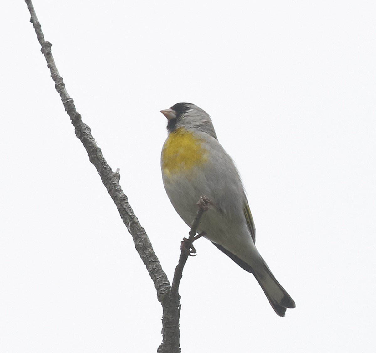 Lawrence's Goldfinch - ML619970378