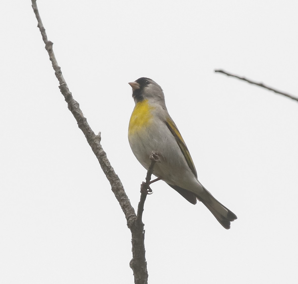 Lawrence's Goldfinch - ML619970379