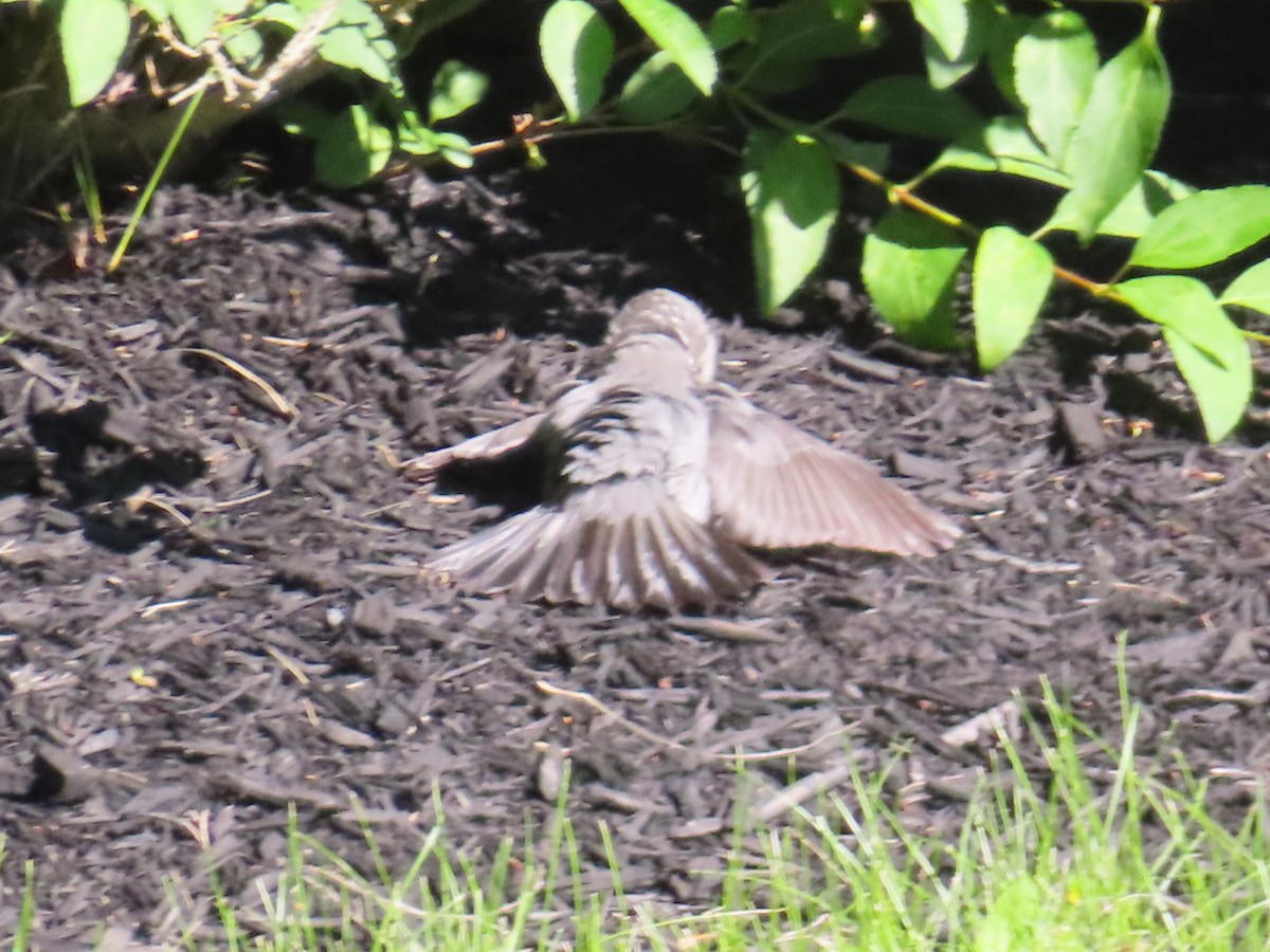 Gray Catbird - ML619970385