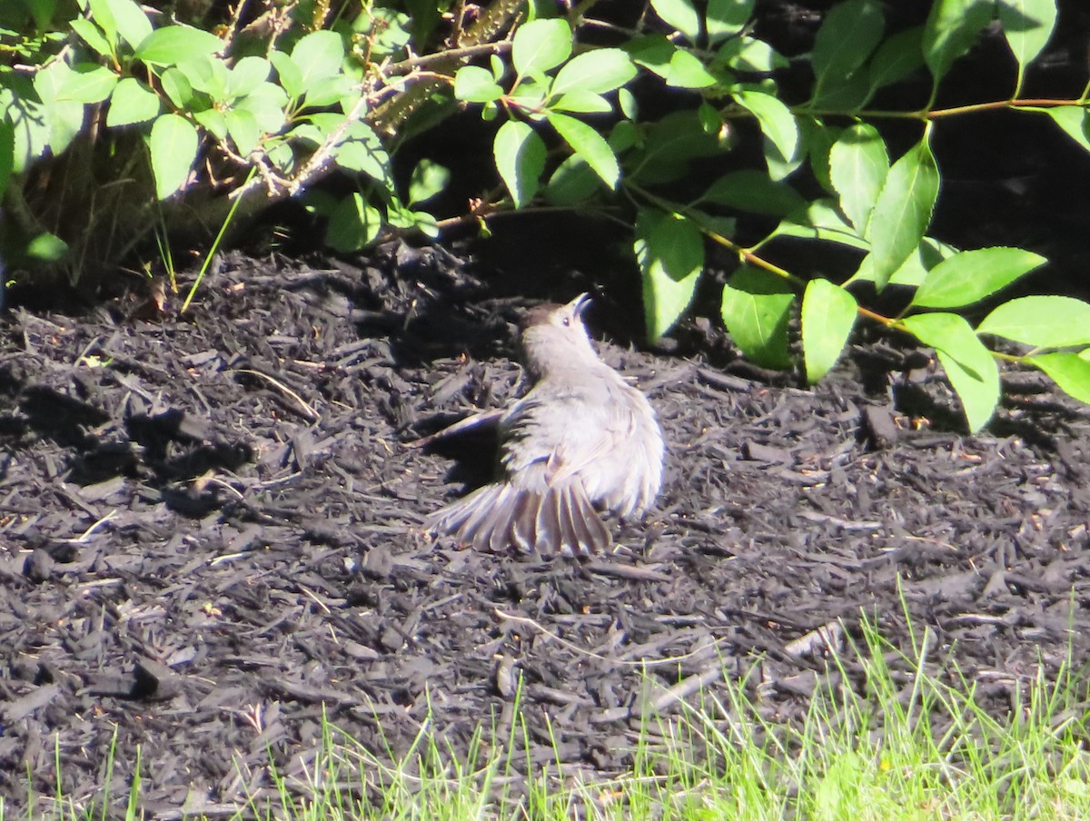 Gray Catbird - ML619970386