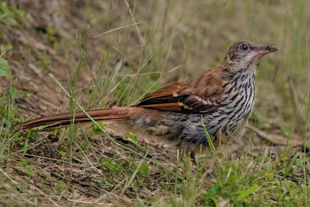 Brown Thrasher - ML619970393