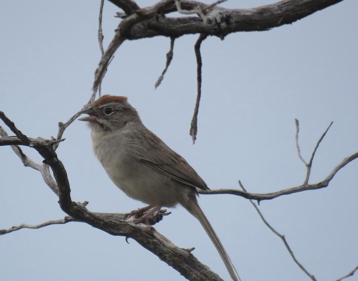 Rufous-crowned Sparrow - ML619970409