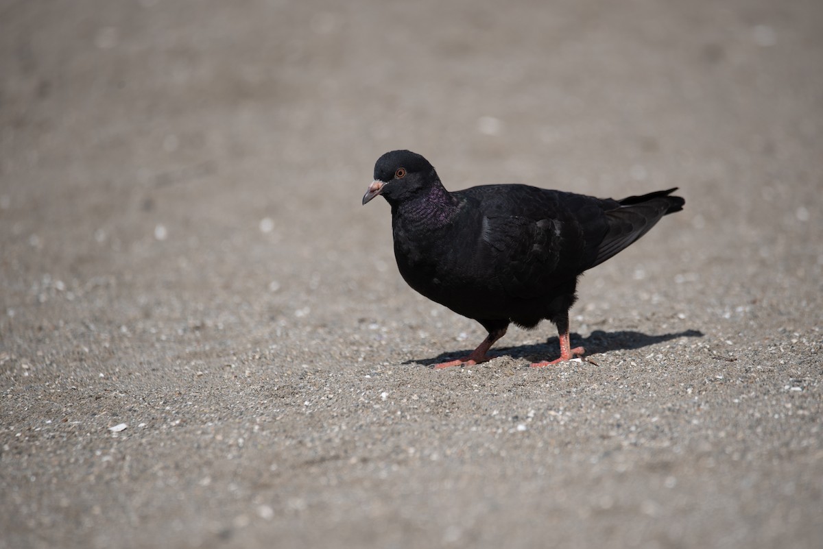 Rock Pigeon (Feral Pigeon) - ML619970410