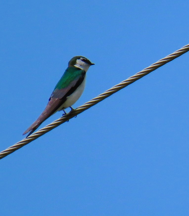 Violet-green Swallow - ML619970411