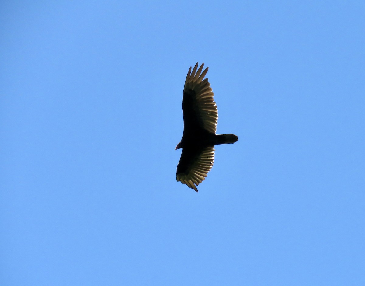 Turkey Vulture - ML619970414