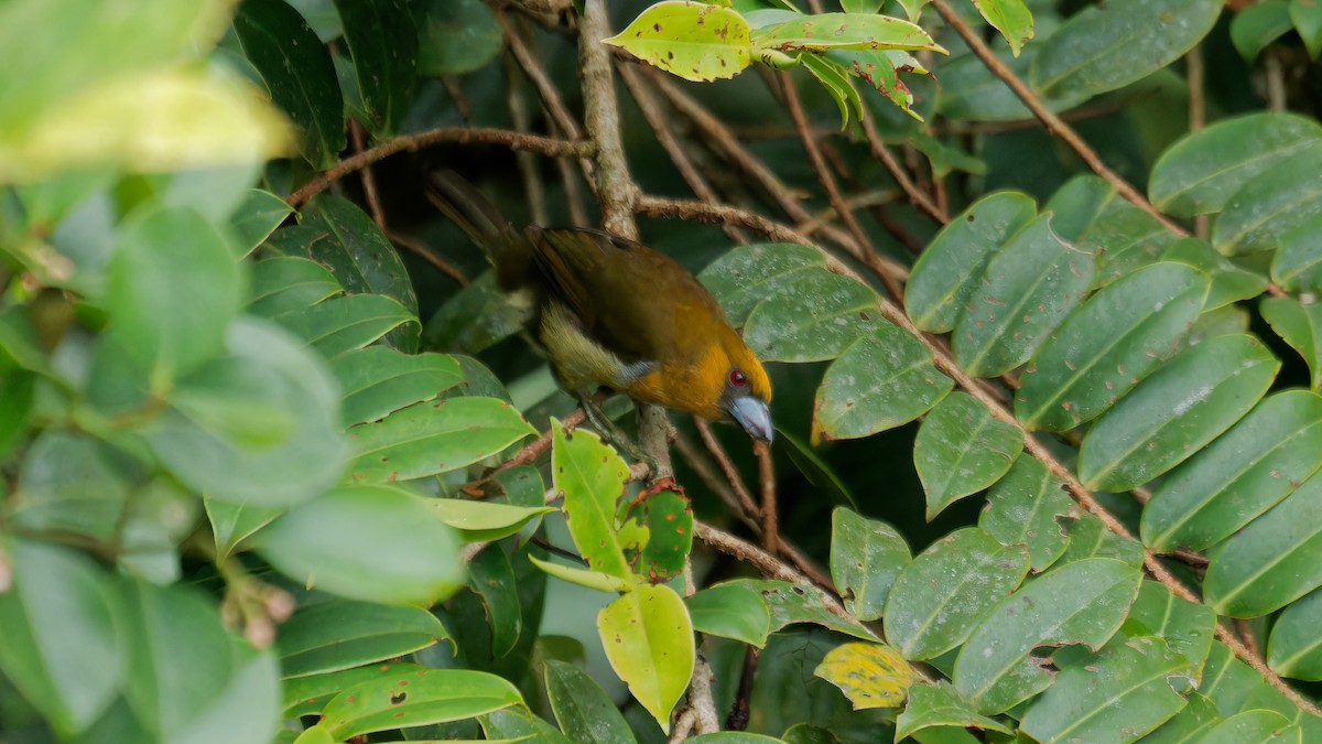 Prong-billed Barbet - ML619970416