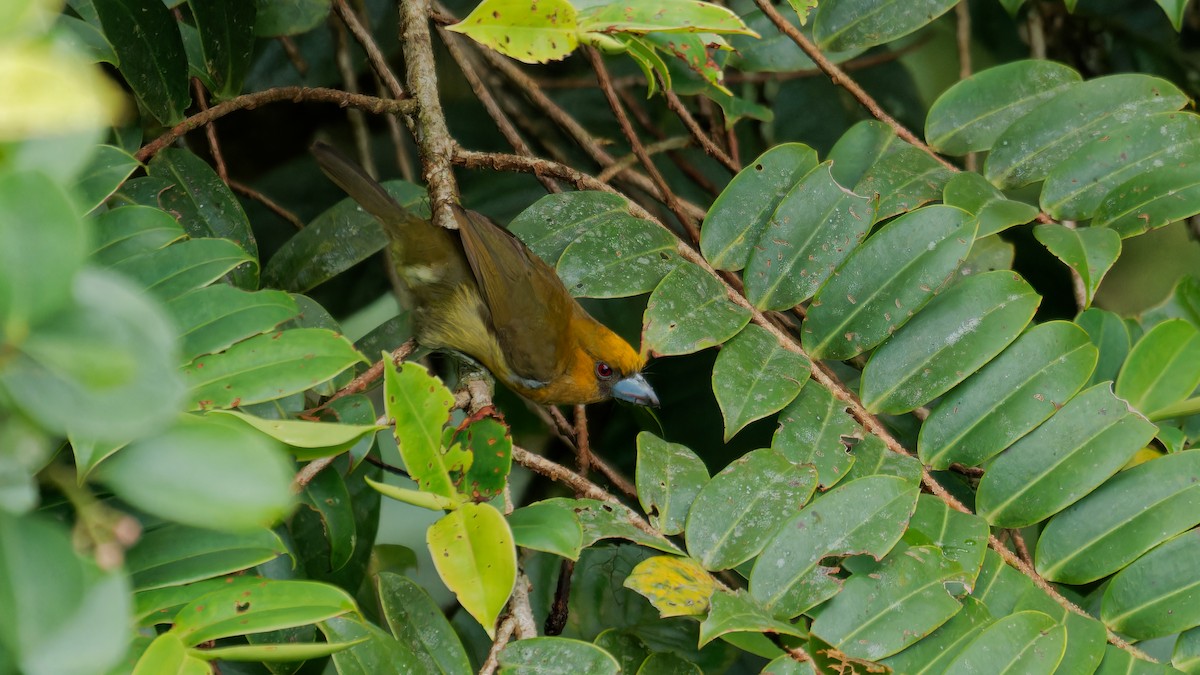 Prong-billed Barbet - ML619970421