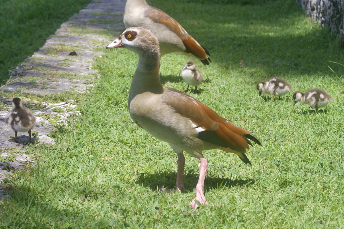 Egyptian Goose - ML619970422