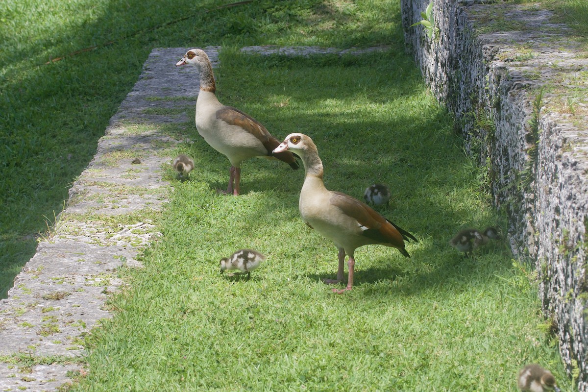 Egyptian Goose - ML619970423