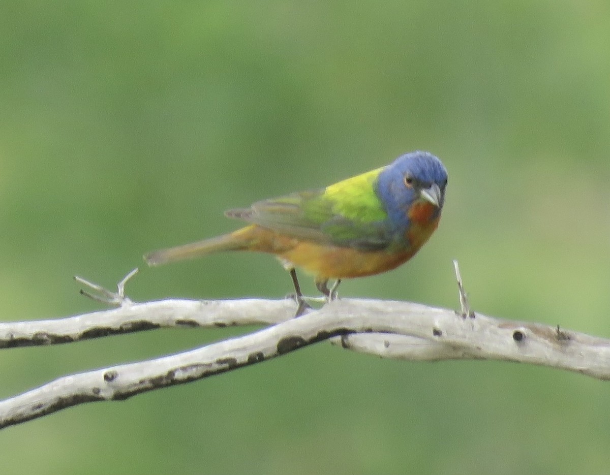Painted Bunting - ML619970424
