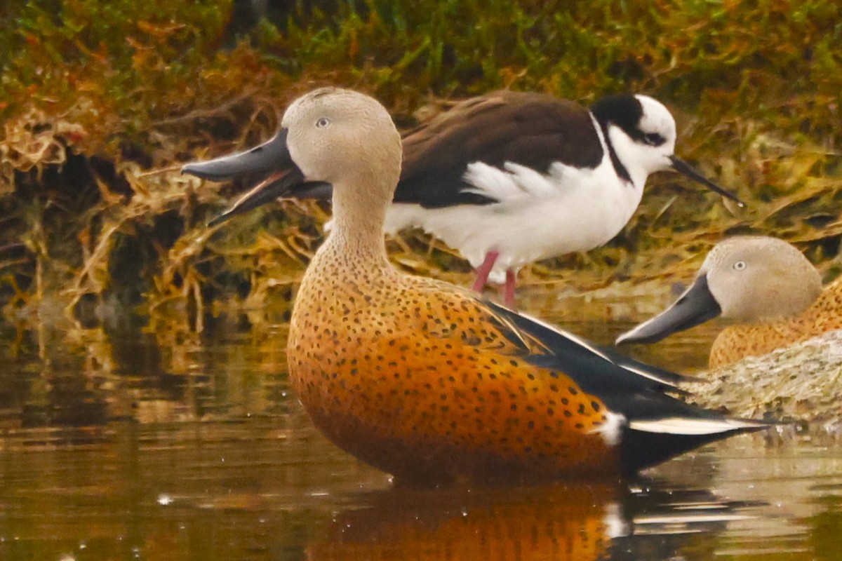 Red Shoveler - ML619970478