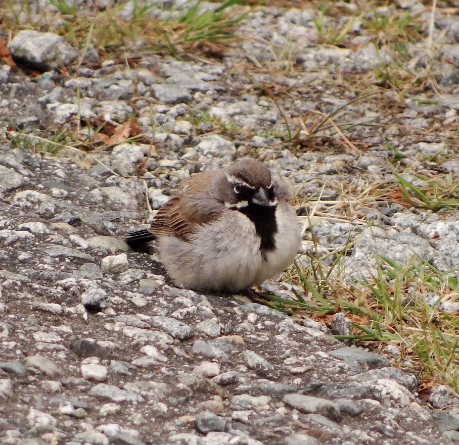 Black-throated Sparrow - ML619970484