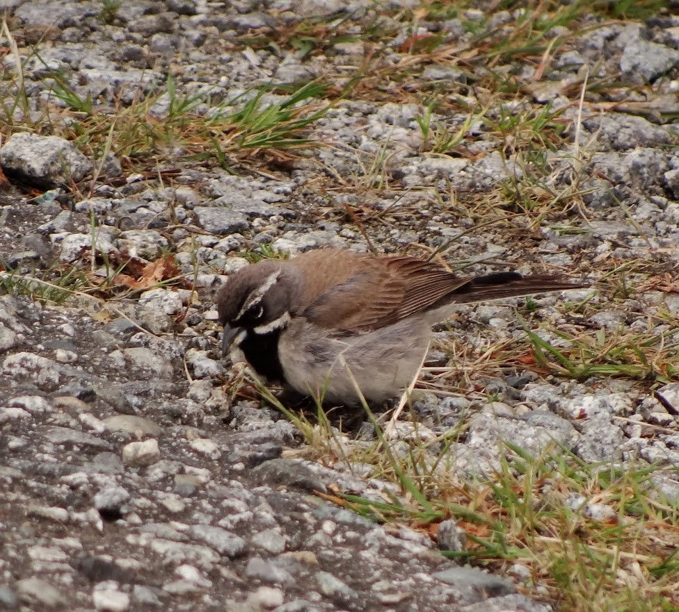 Black-throated Sparrow - ML619970485