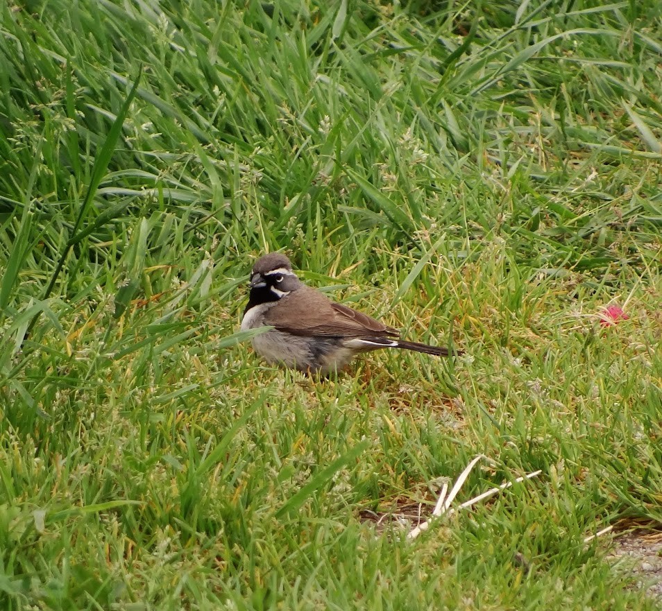 Black-throated Sparrow - ML619970486
