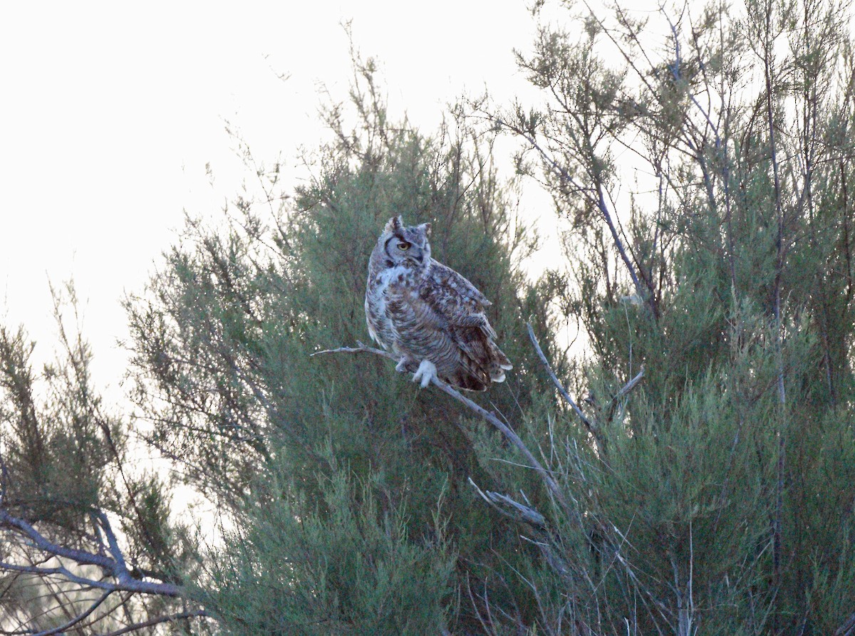 Great Horned Owl - ML619970494