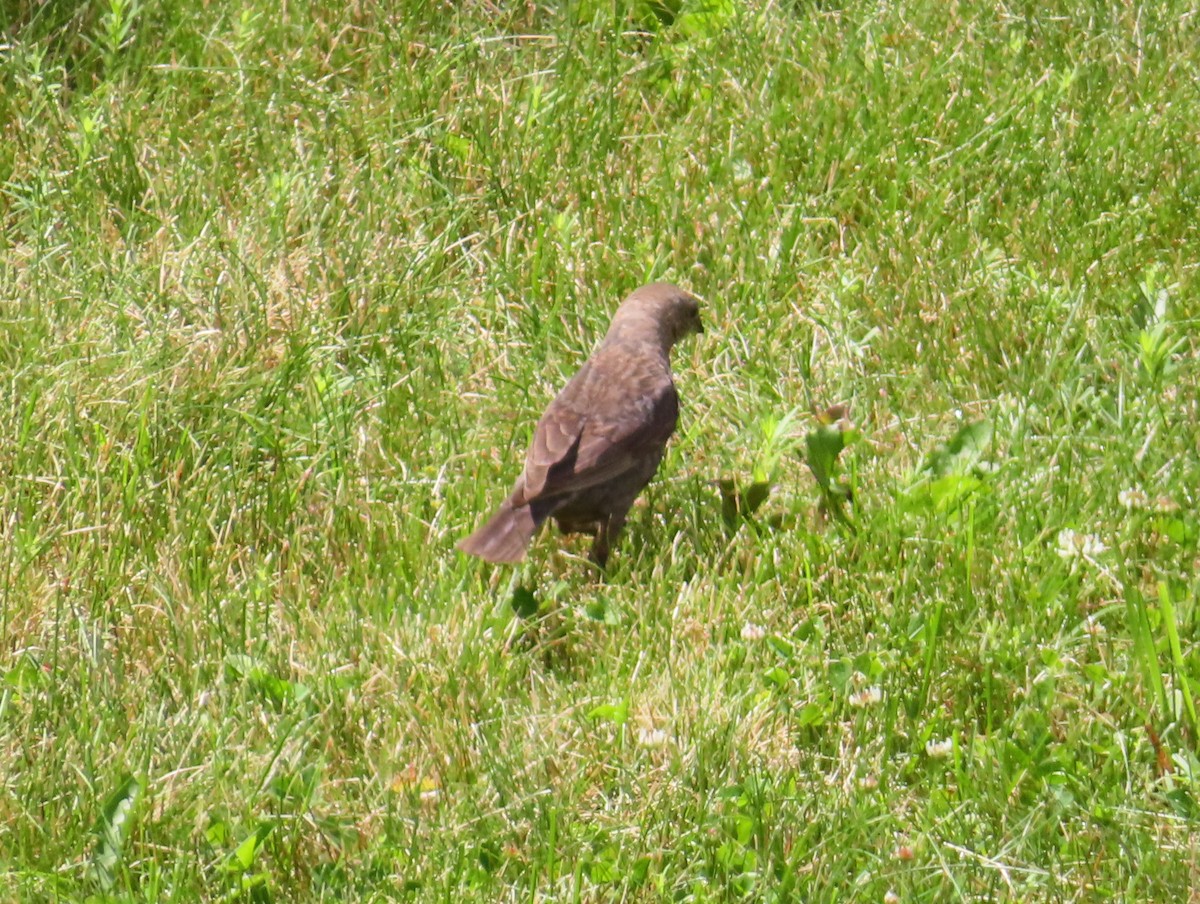 Brown-headed Cowbird - ML619970496