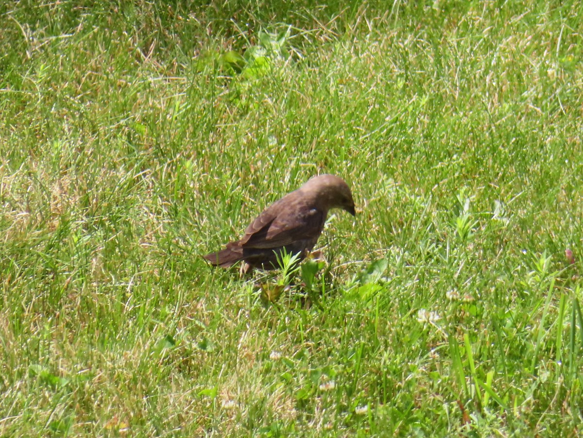 Brown-headed Cowbird - ML619970497