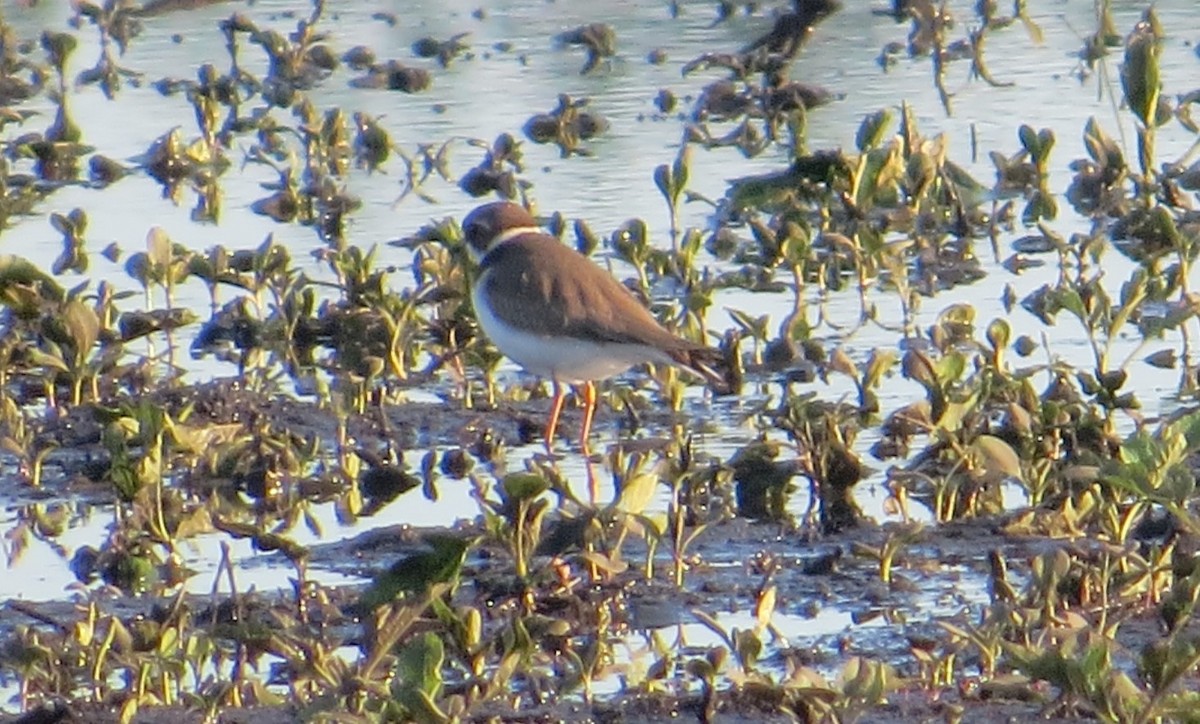 Semipalmated Plover - ML619970501