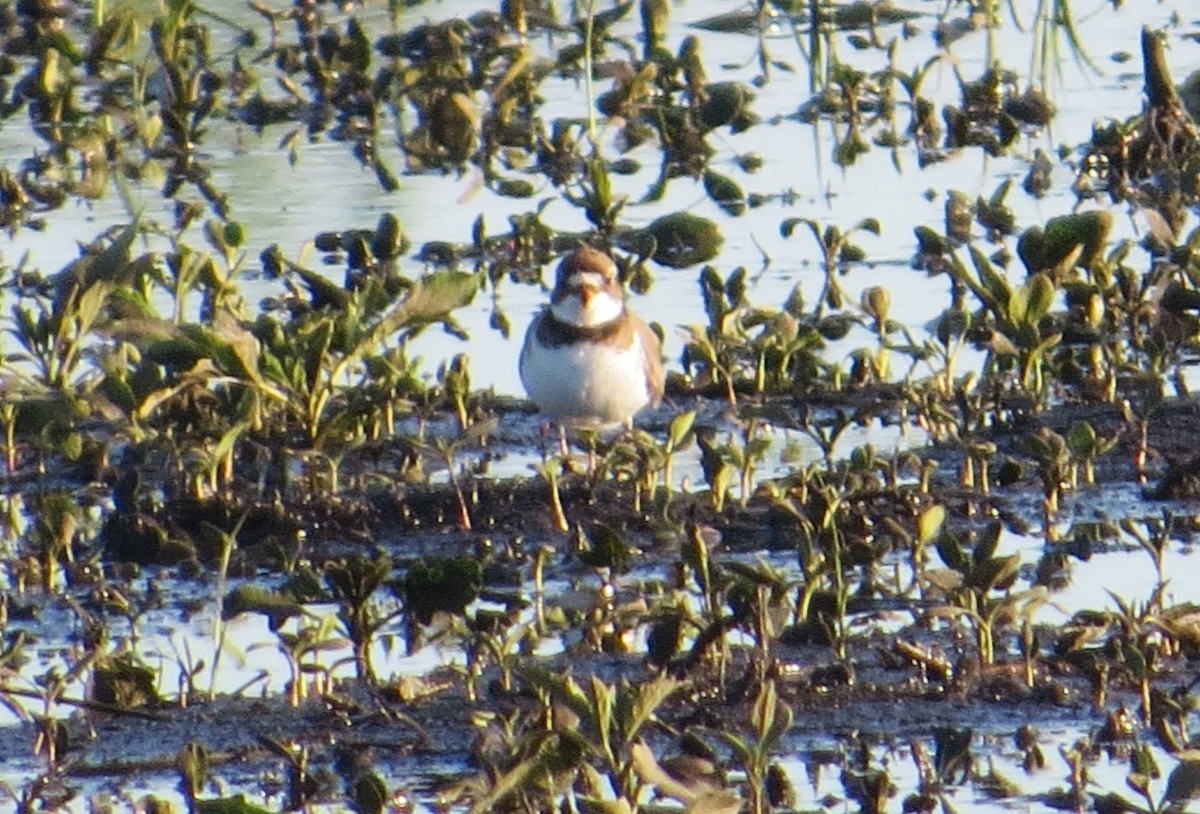 Semipalmated Plover - ML619970502