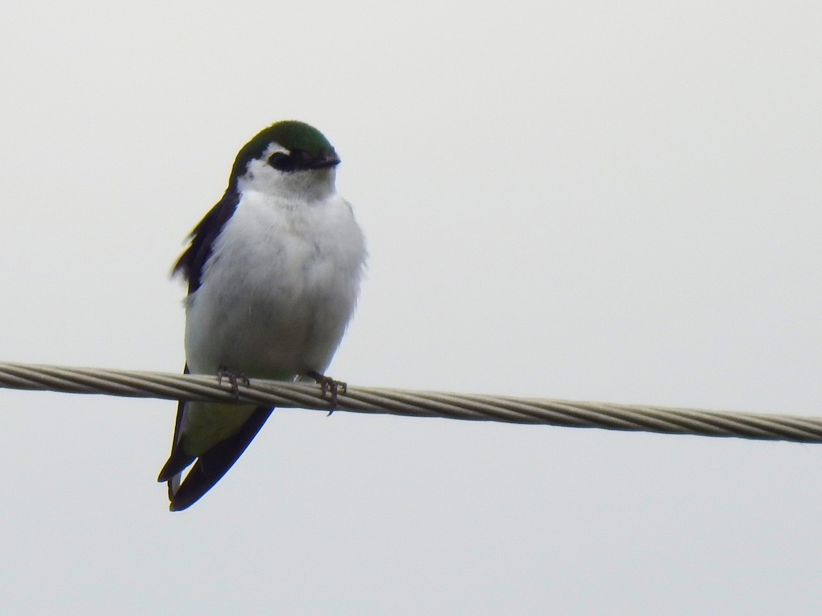 Violet-green Swallow - ML619970532