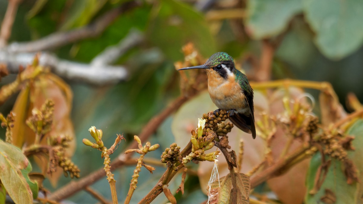 kolibřík fialovohrdlý - ML619970547