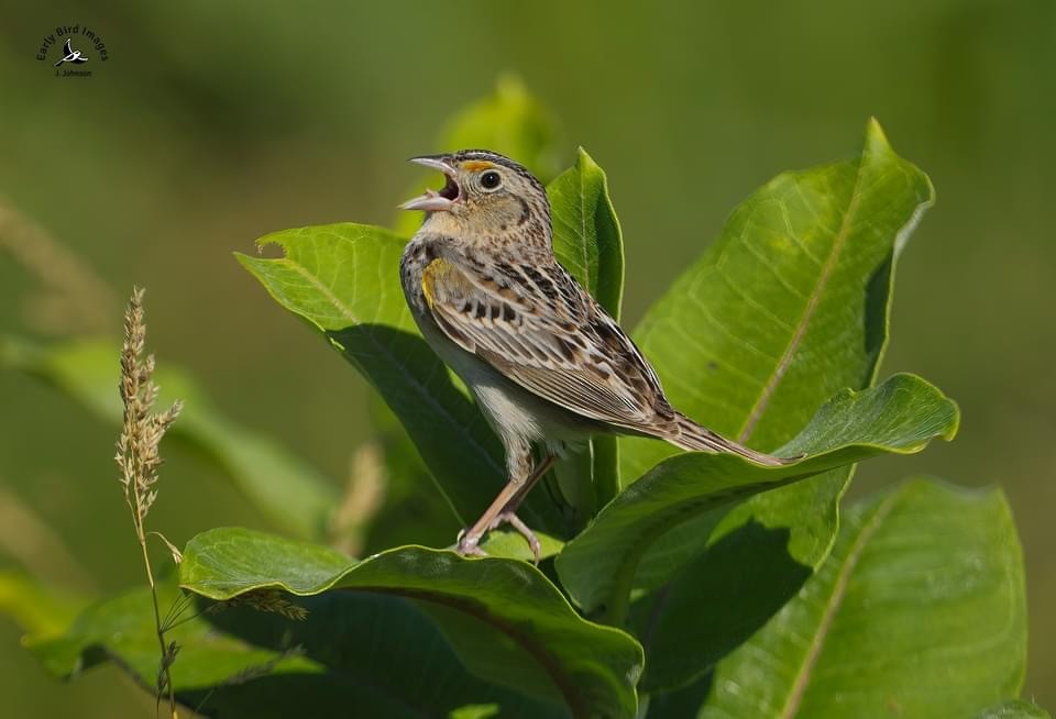 Grasshopper Sparrow - ML619970549