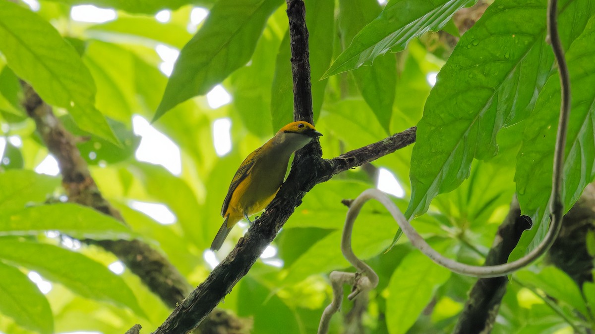 Silver-throated Tanager - ML619970574