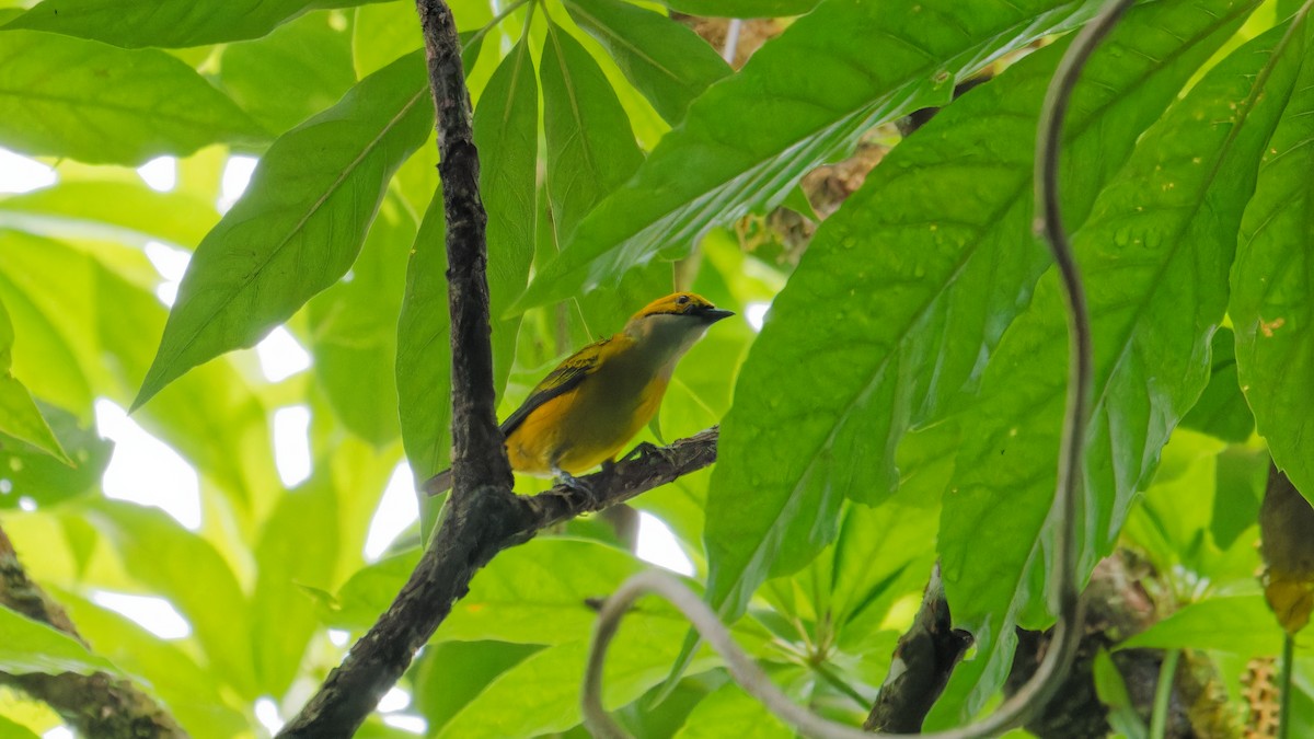 Silver-throated Tanager - ML619970584
