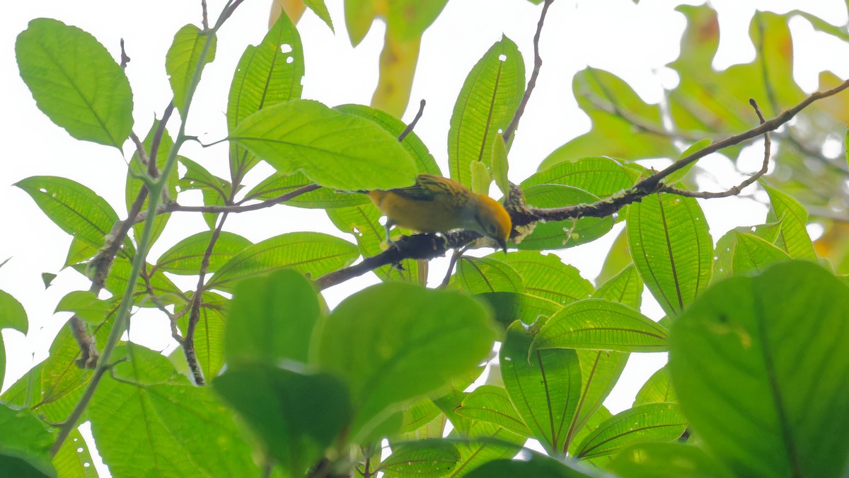 Silver-throated Tanager - ML619970589