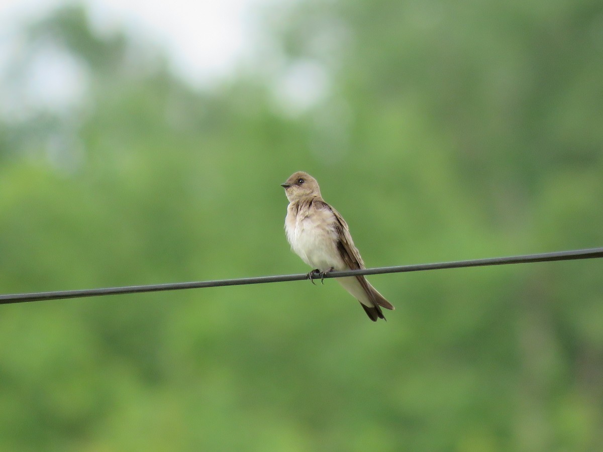 Northern Rough-winged Swallow - ML619970598