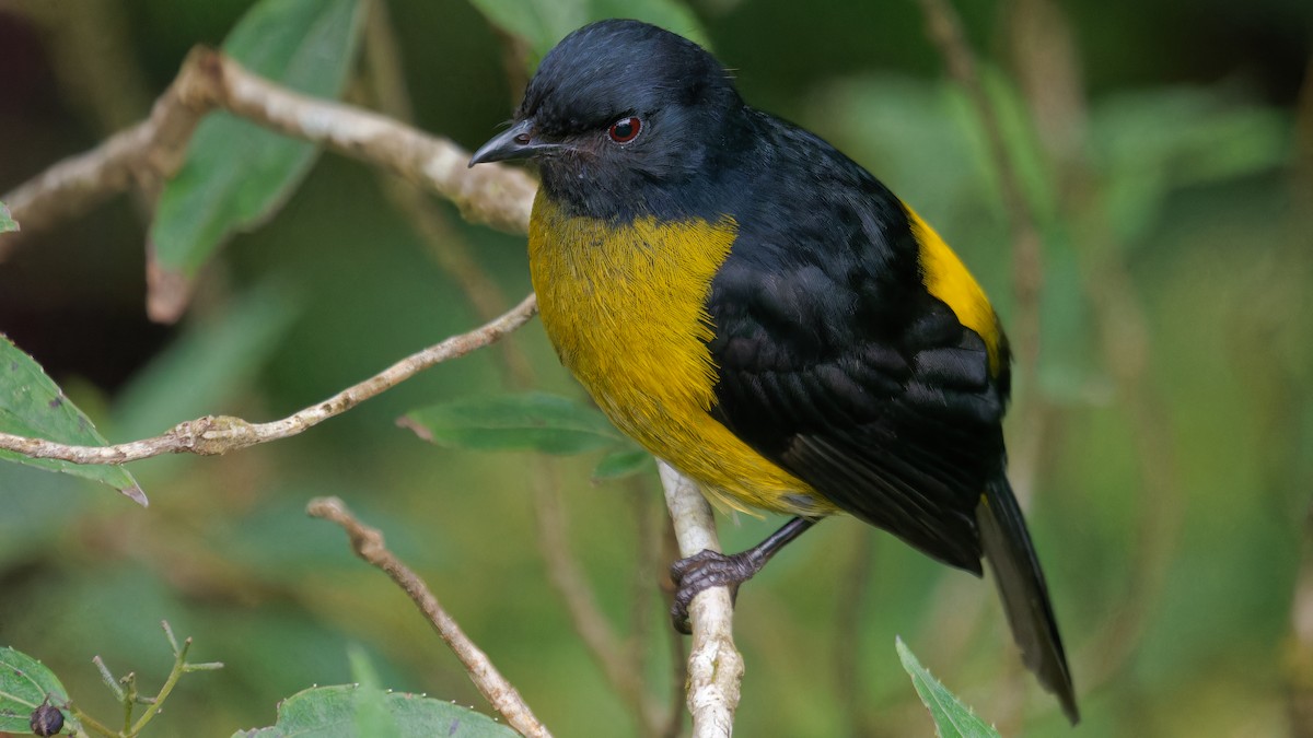 Black-and-yellow Silky-flycatcher - ML619970616