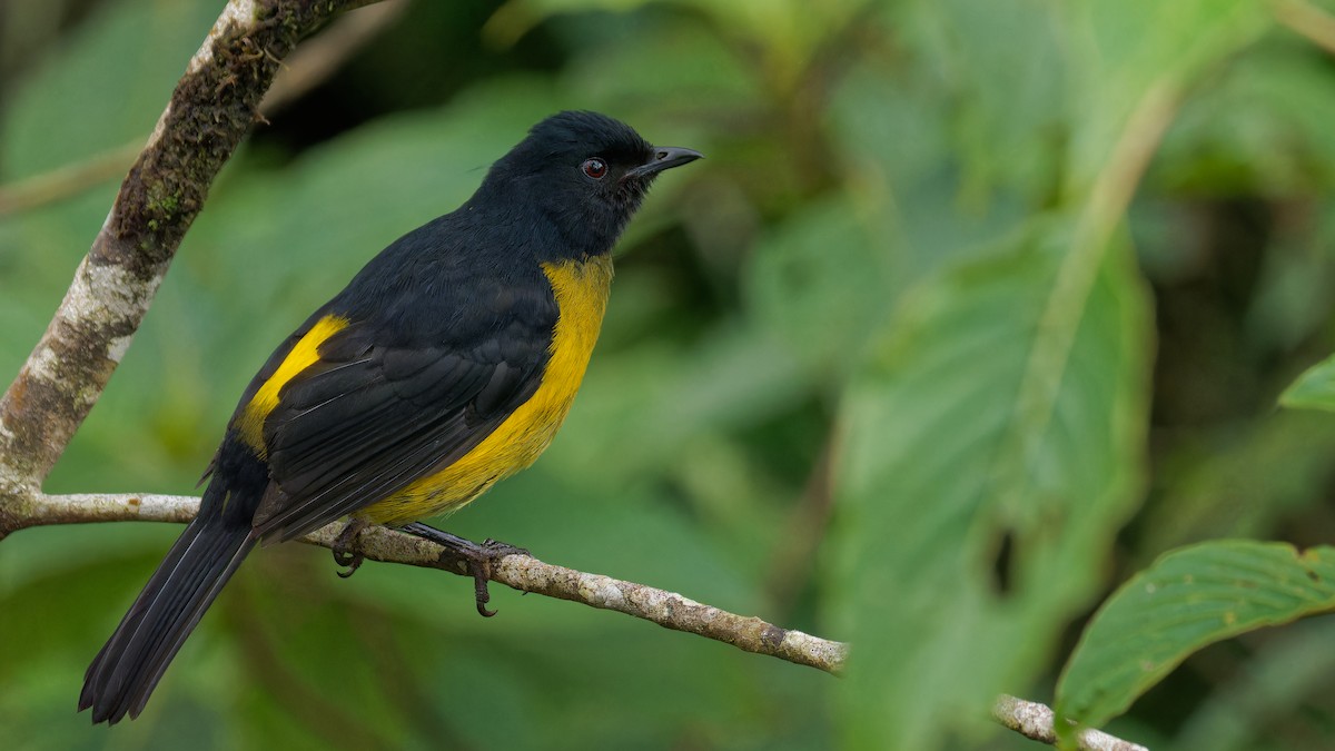 Black-and-yellow Silky-flycatcher - ML619970621