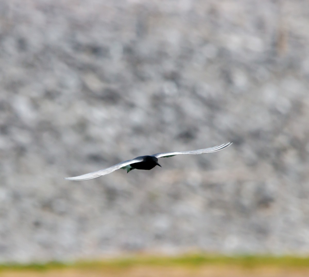 Black Tern - ML619970622