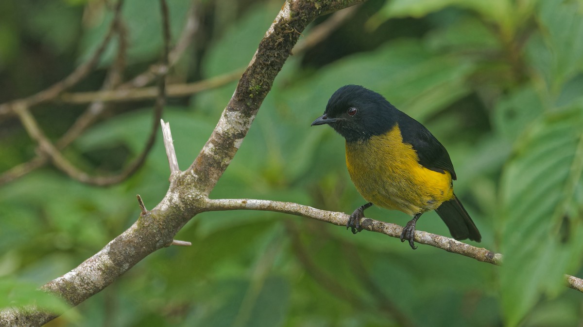 Black-and-yellow Silky-flycatcher - ML619970624