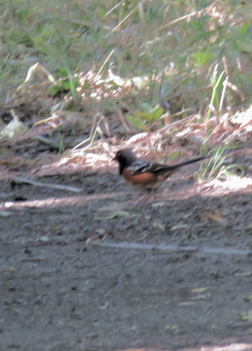 Spotted Towhee - ML619970625