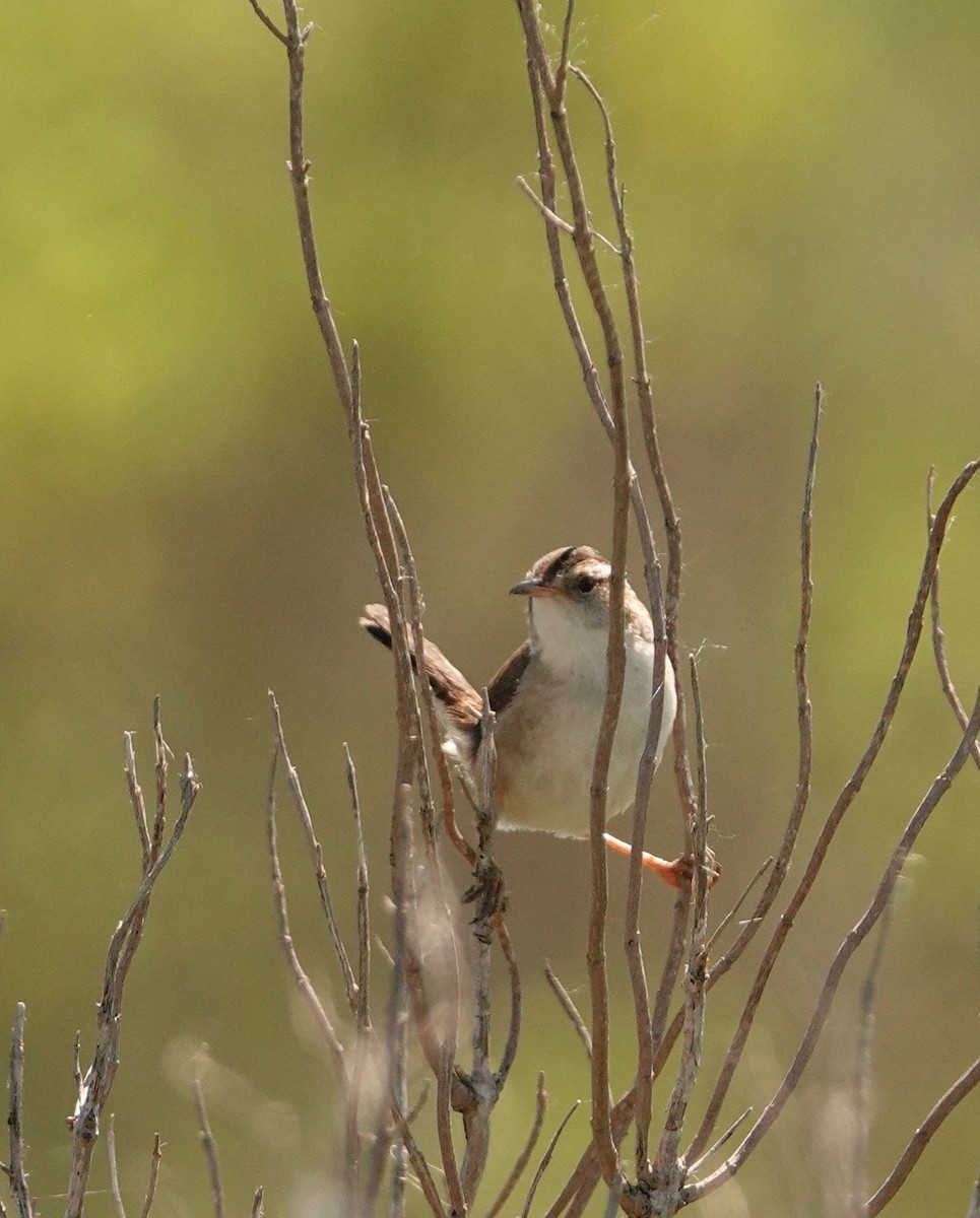 Marsh Wren - Karen Cyr