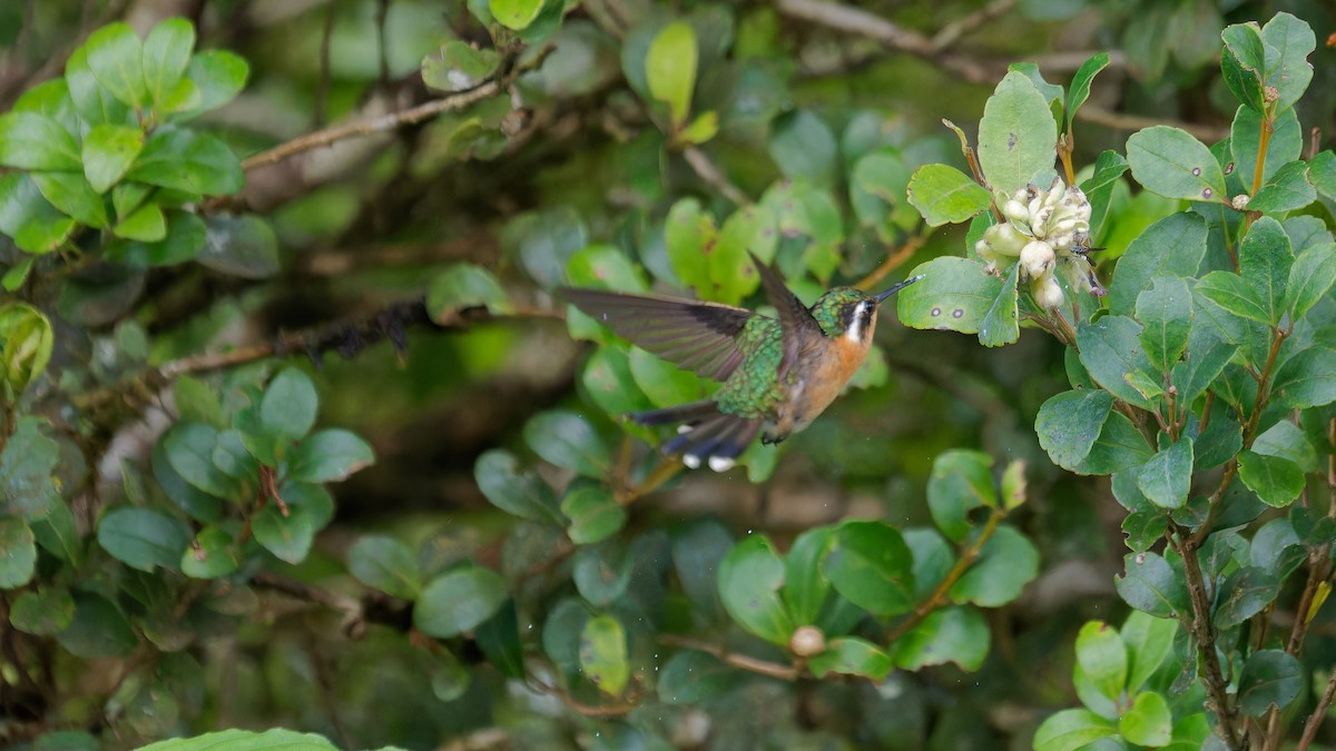 Purple-throated Mountain-gem - ML619970634