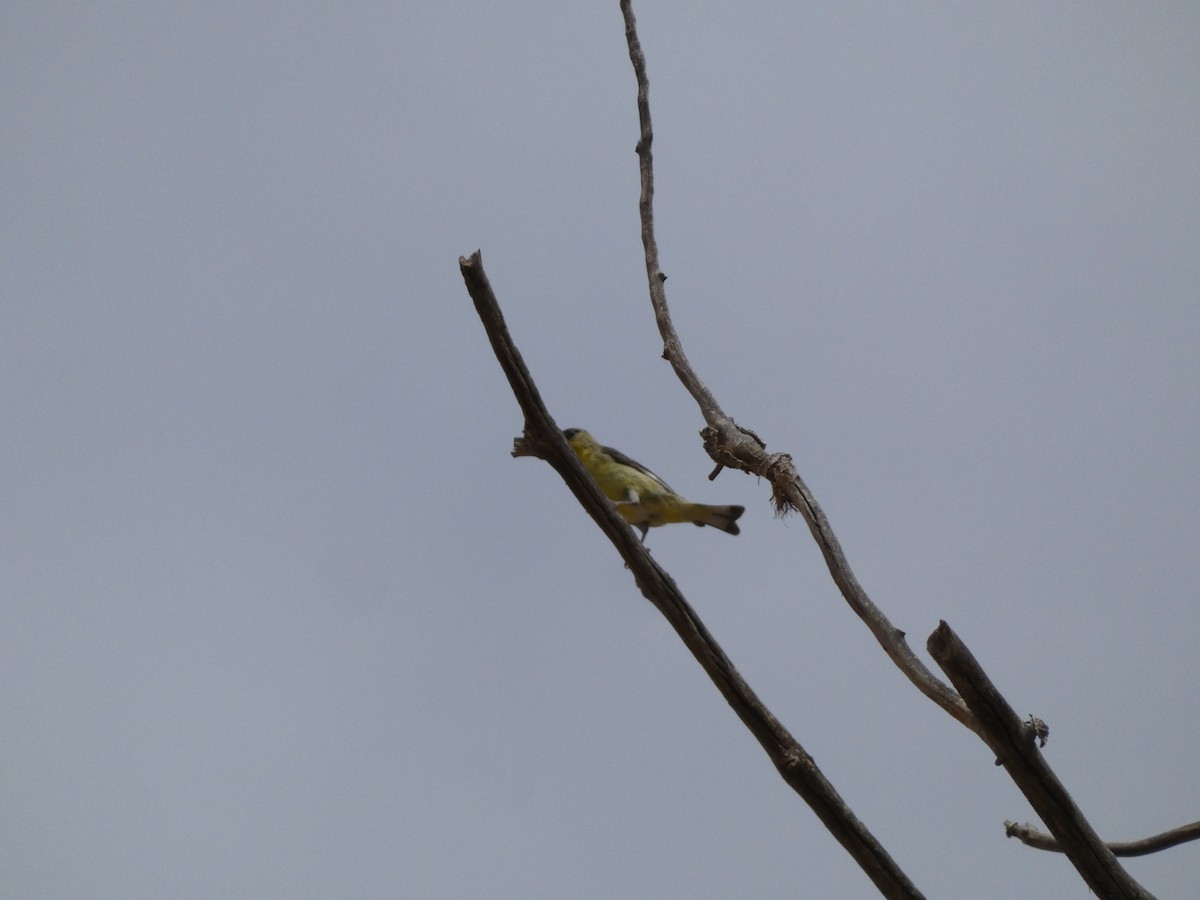 Lesser Goldfinch - Wesley McGee