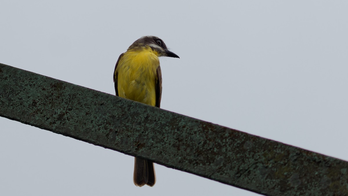 Golden-bellied Flycatcher - ML619970646