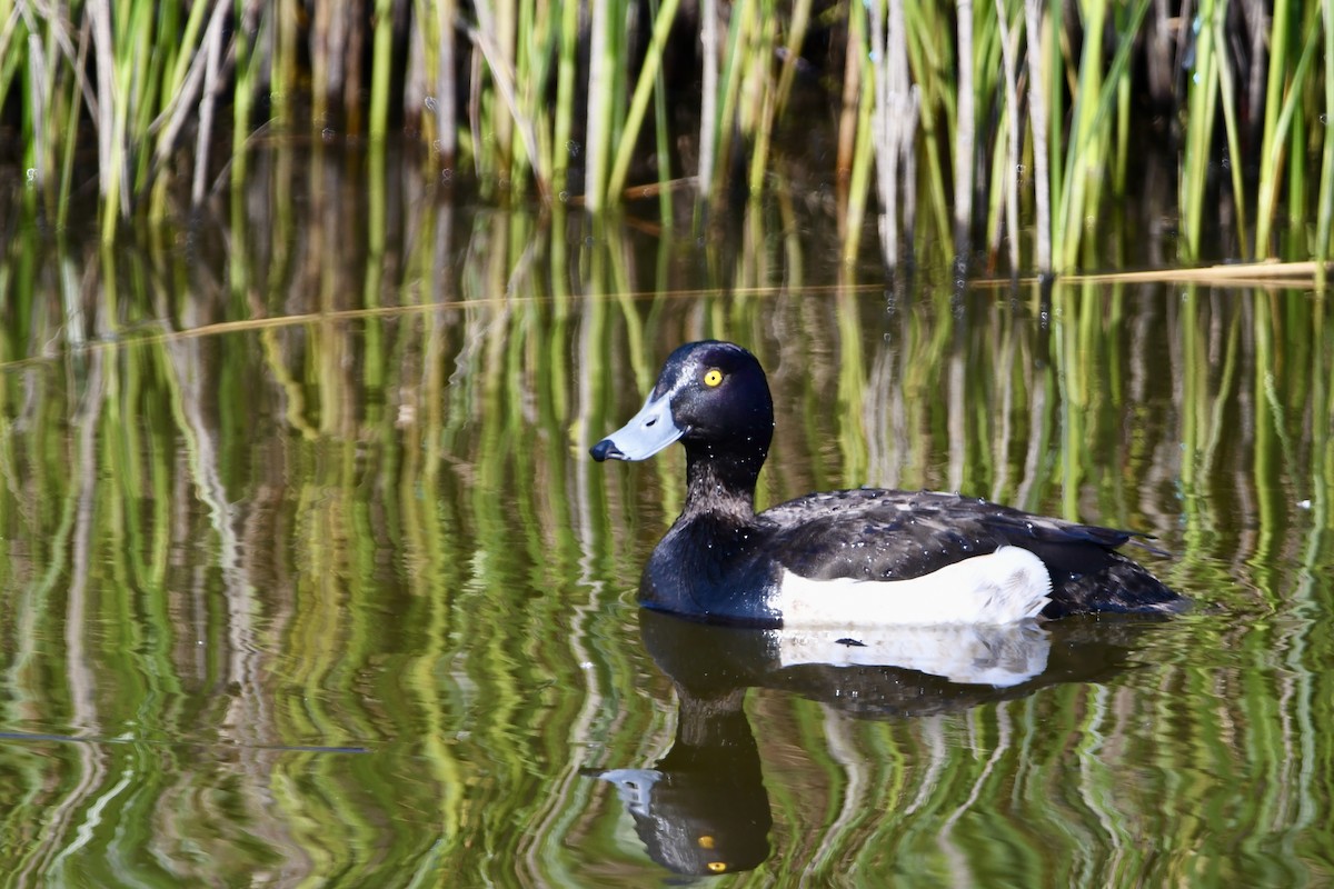 Tufted Duck - ML619970647