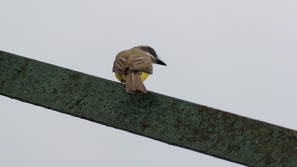 Golden-bellied Flycatcher - ML619970651